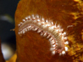   Bristle worm sponge  